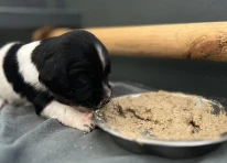 Puppy 4