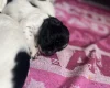 Sprocker Spaniel