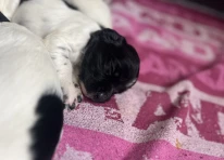 Puppy 5