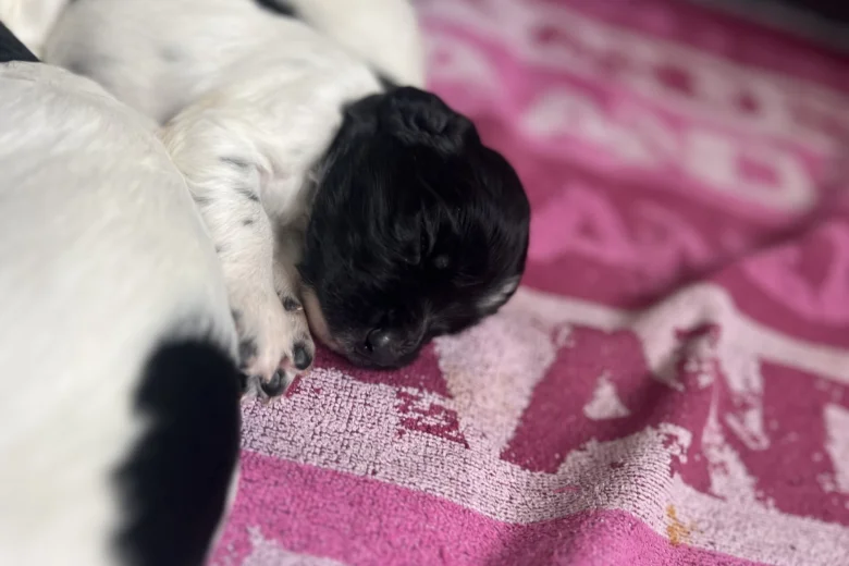 Sprocker Spaniel