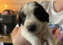 Puppy 6