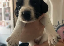 Puppy 7