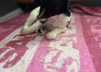 Puppy 8