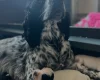 Sprocker Spaniel