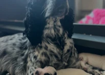 Puppy 9