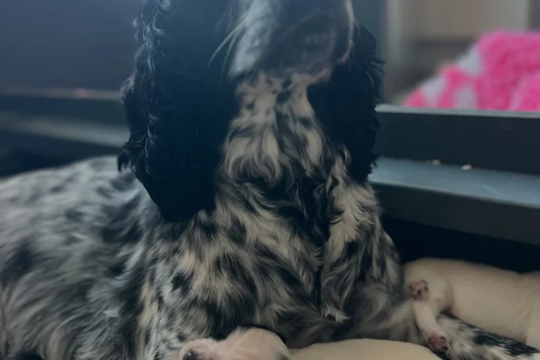 Sprocker Spaniel