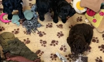 Sproodle