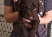 Puppy 1