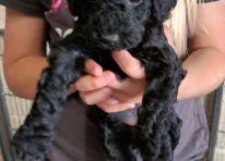 Puppy 2
