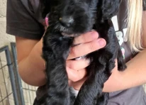Puppy 3