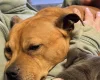 Staffordshire Bull Terrier