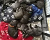Staffordshire Bull Terrier