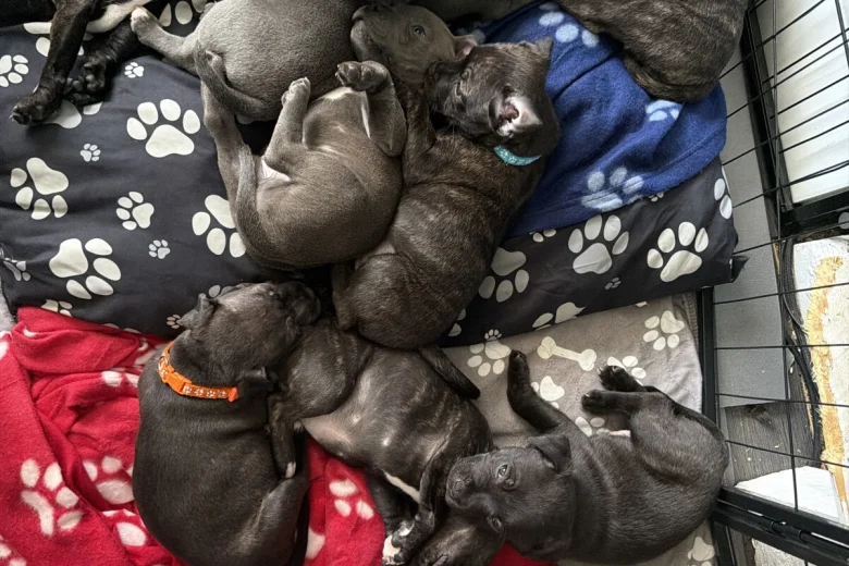 Staffordshire Bull Terrier