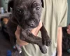 Staffordshire Bull Terrier