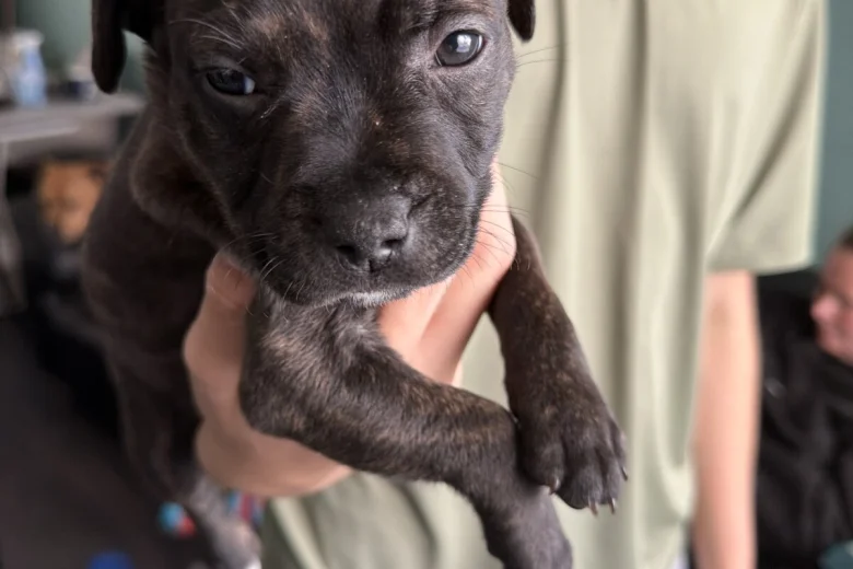 Staffordshire Bull Terrier