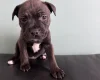 Staffordshire Bull Terrier