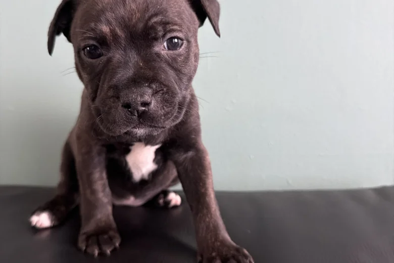 Staffordshire Bull Terrier