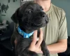 Staffordshire Bull Terrier