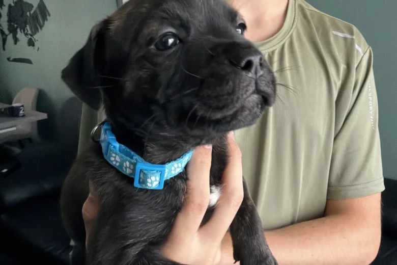 Staffordshire Bull Terrier