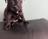 Staffordshire Bull Terrier