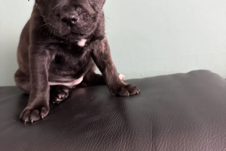 Staffordshire Bull Terrier