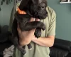 Staffordshire Bull Terrier