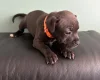 Staffordshire Bull Terrier