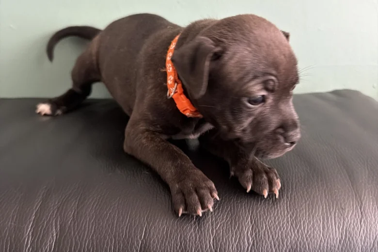 Staffordshire Bull Terrier