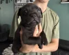 Staffordshire Bull Terrier