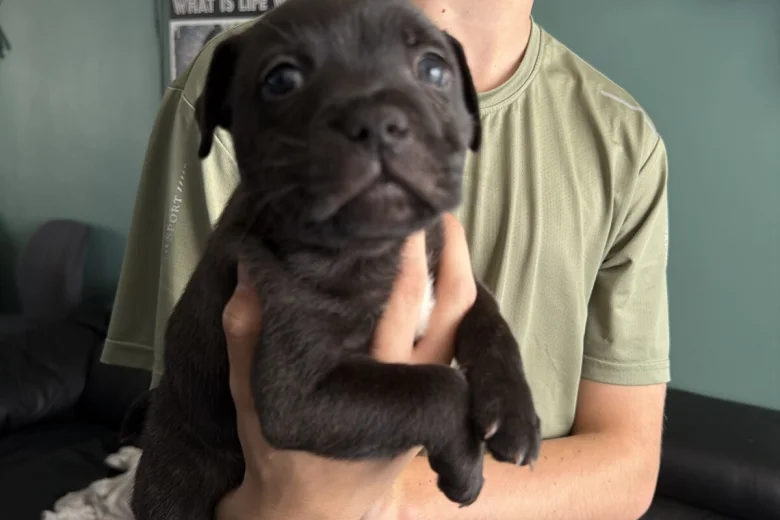 Staffordshire Bull Terrier