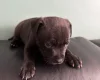 Staffordshire Bull Terrier