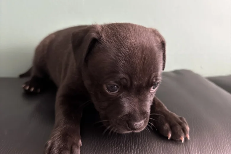 Staffordshire Bull Terrier