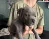 Staffordshire Bull Terrier