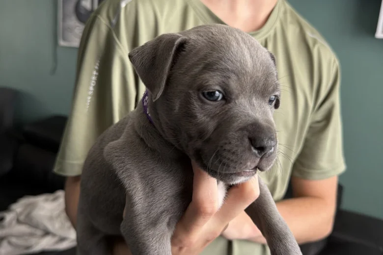 Staffordshire Bull Terrier