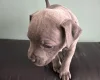 Staffordshire Bull Terrier