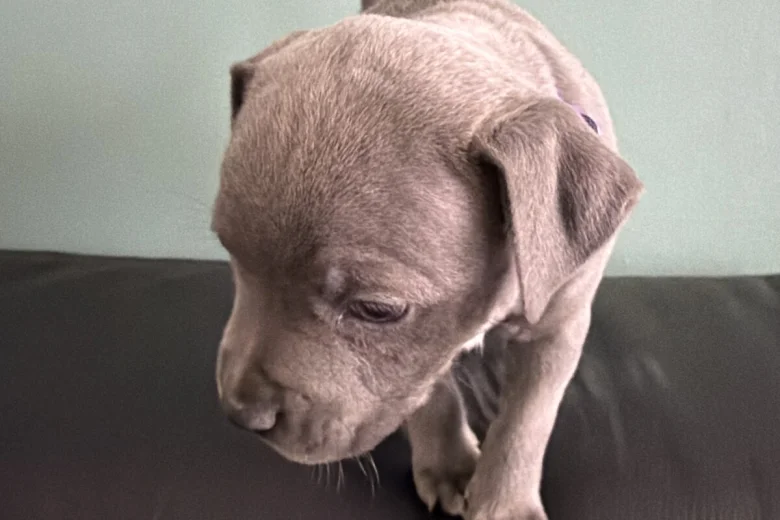 Staffordshire Bull Terrier