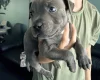 Staffordshire Bull Terrier