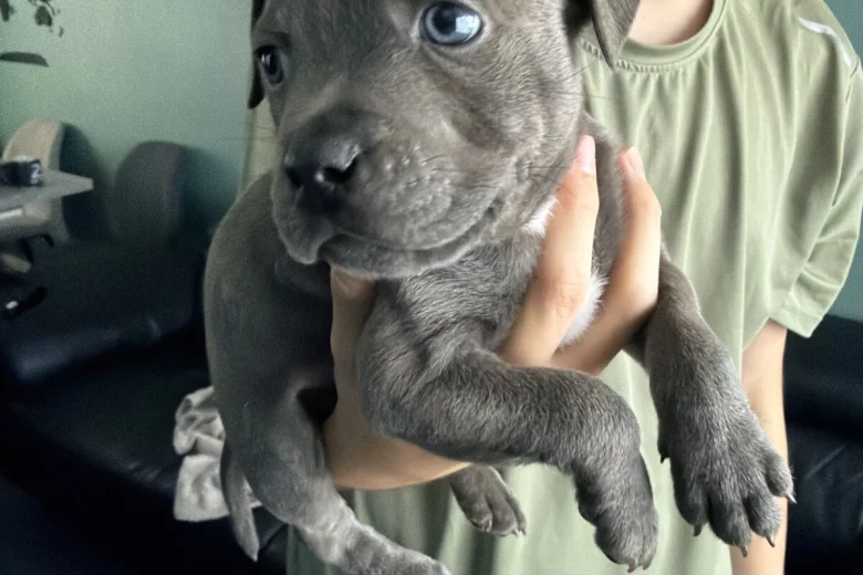 Staffordshire Bull Terrier