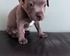 Staffordshire Bull Terrier