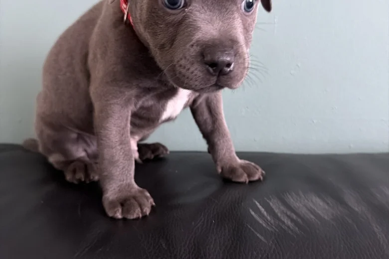 Staffordshire Bull Terrier
