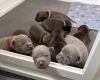 Staffordshire Bull Terrier
