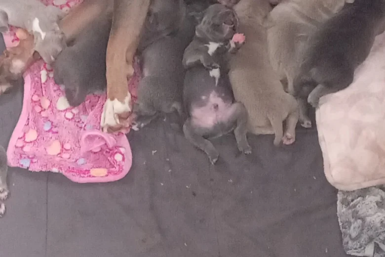 Staffordshire Bull Terrier