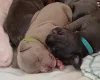 Staffordshire Bull Terrier