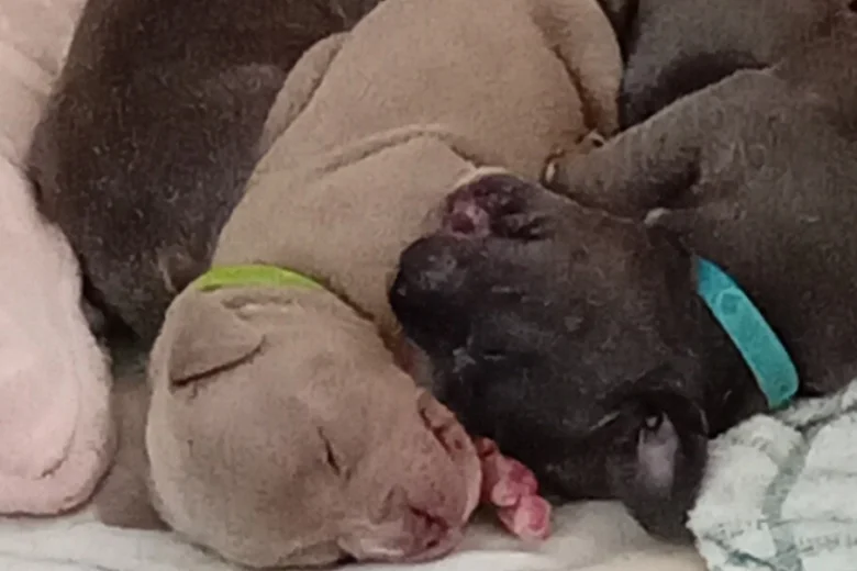 Staffordshire Bull Terrier