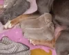 Staffordshire Bull Terrier