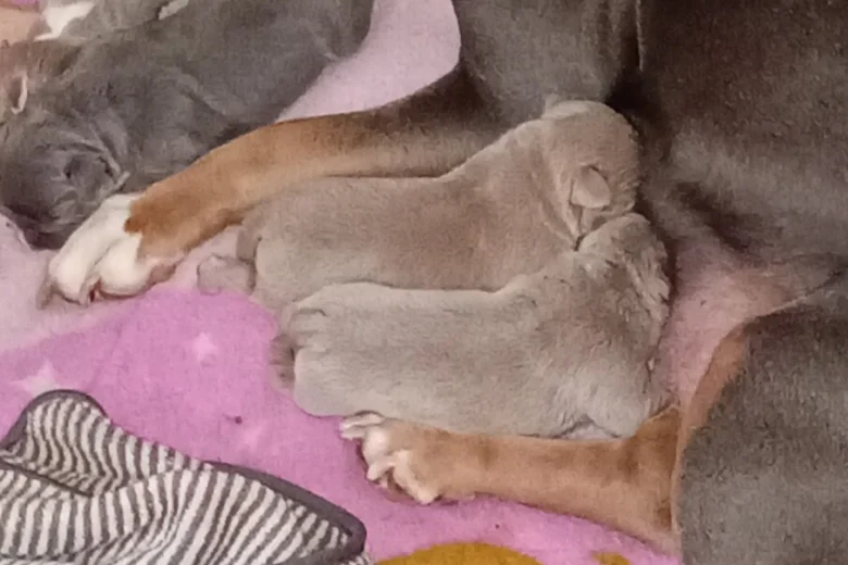 Staffordshire Bull Terrier