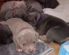 Staffordshire Bull Terrier