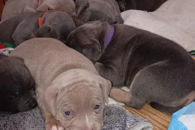 Staffordshire Bull Terrier