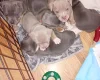 Staffordshire Bull Terrier