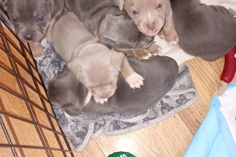 Staffordshire Bull Terrier